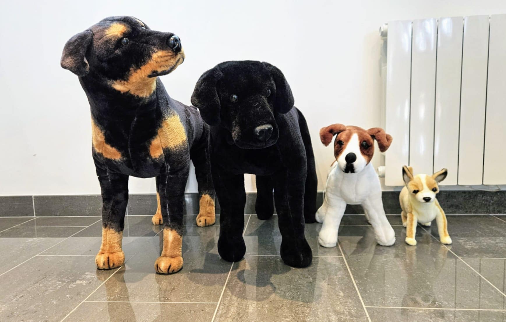 Formation secourisme canin Photo de 3 chiens en peluches